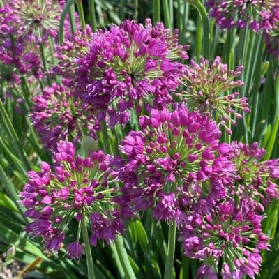 Allium 'Lavender Bubbles'